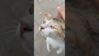 Bringing Cat Down From Wall for Food