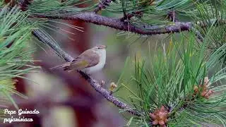 Mosquitero Papialbo cantando y pinar de monterrey
