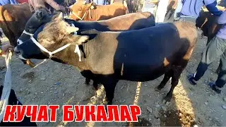 КАРШИ МОЛ БОЗОРИ НАРХЛАРИ 2021 QARSHI MOL BOZORI NARXLARI