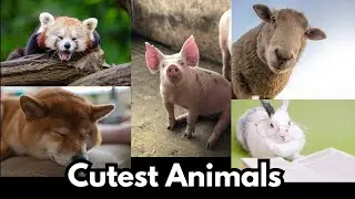 Discover the Top Cutest Animals in the World