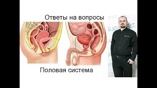 Ответы на вопросы по теме «Половая система»