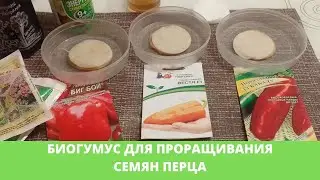 Biohumus for sprouting pepper seeds