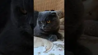 Не пхати носа 😂 #catsofyoutube #смішнівідео #гумор #scottishfold