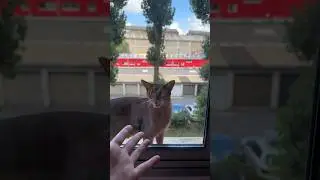 My cat is this BETA 🙀 