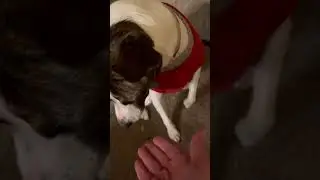 Princess Mutt Likes