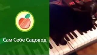 Очень музыкальная кошка