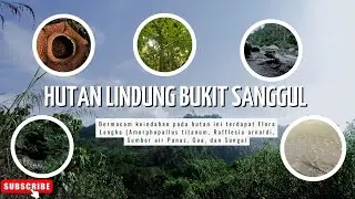 Jelajah Hutan Lindung Bukit Sanggul di Desa Lubuk Resam Seluma