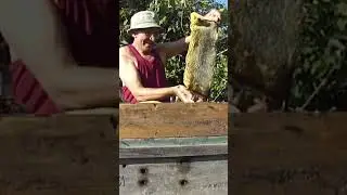 Самый ценный продукт у пчёл-маточное молочко!