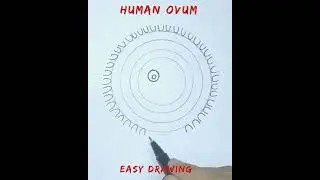 How to draw human ovum easily/ human ovum easy drawing