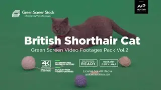 British Shorthair Cat – Green Screen Video Footage Pack 