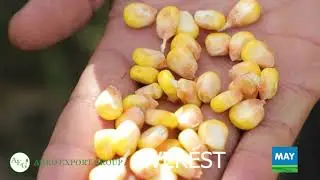 73 тонна хосил олинди!!! Everest Андижон MAY  / AGRO EXPORT GROUP