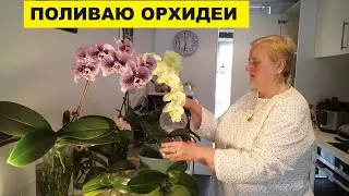 ПОЛИВАЮ ОРХИДЕИ..ПОДХОЖУ ТВОРЧЕСКИ К ПРОЦЕССУ