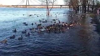 Багато каченят,парк Наталка,Київ