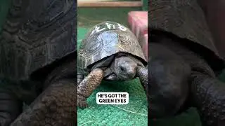 Get to Know The Baby Aldabra Tortoises at the Farm