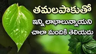 తమలపాకుతో లాభాలు...Amazing Health Benefits of Betel Leaves | Best Health Tips | PublictALKTV
