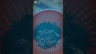 বাড়িতে  বানান  চা পাতা  দিয়ে  চা খেলাম 🤤🤤