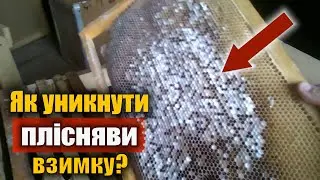 Пліснява у вулику при зимівлі бджіл. Як уникнути?