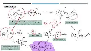 Ninhydrin and Biuret Test
