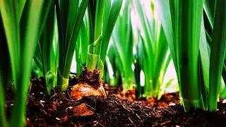 SOUNDS of NATURE |° calm music background #nature #soundsofnature #relaxingmusic #calmingsounds