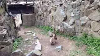 Japanese Snow Monkey Battle - Jigokudani Monkey Park