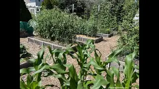 My Top Garden Takeaways from 2024