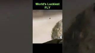 World's Luckiest FLY   #firearms #slomo