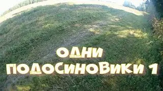 Грибы 2019. Одни подосиновики  1