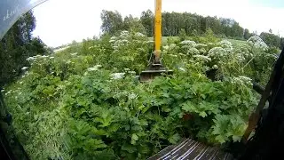 Beavers hid the dam in the hogweed thickets