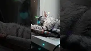 Доброе утро! кошечка умывается и нам значит пора 😁