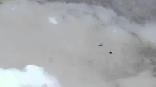 андижанские молодые голуби в лету