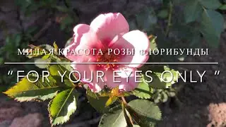 Милая красота розы флорибунды “ For Your Eyes Only ”