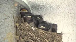 ツバメの餌やり