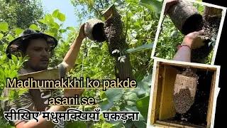 First honeybee swarm in 2024, catching// मधुमक्खियों को पकड़ना भी एक कला है #viral #swarming #bee