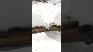 Прогулка в лес. Проверил один из солонцов.