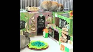 Oxbow PRIME CUT Hay - Exactly What You BOTH Want in Every Box!