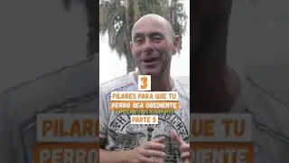 🦮Tips para que tu PERRO sea OBEDIENTE en el PASEO👌