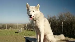 Digital sets Mynydd Sleddogs on road to growth