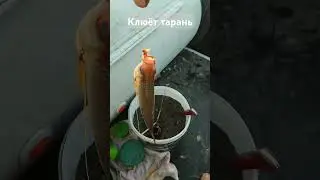 Клюёт клёвая тарань на Днепре напротив острова Дубовый 
