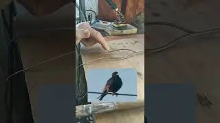 Птичка на проводе. Соблюдайте ТБ! Не повторяйте это дома! Видео не для детей!!!