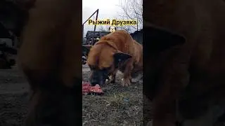 Амбалёнок - лапки как у ведмедыка - тапотун - лапотун🐶🌞🐾🐾🐾🐾 