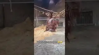 how is this zoo open 😭