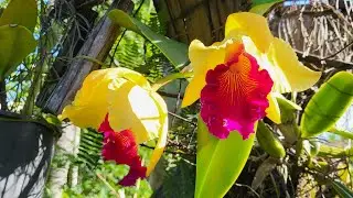 Hybrid yellow Cattleya