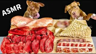 Best ASMR Dog In The World PITBULL EATING RAW FOODS