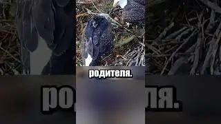 Газлайтинг у птиц