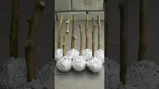 🌿Great ideas of propagation lemon tree from cuttings using aluminum foil paper 