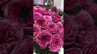 Пионовидная роза рейдженс парк #shorts