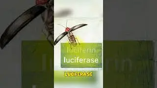 How Fireflies Produce Light (watch till the end)