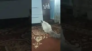 Мой новый питомец котик Лёва