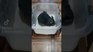 Шиншилла под огнём...