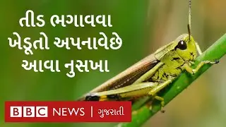 ગુજરાતના ખેડૂતો તીડ ભગાડવાં DJ અને ઢોલનો ઉપયોગ કરી રહ્યા છે